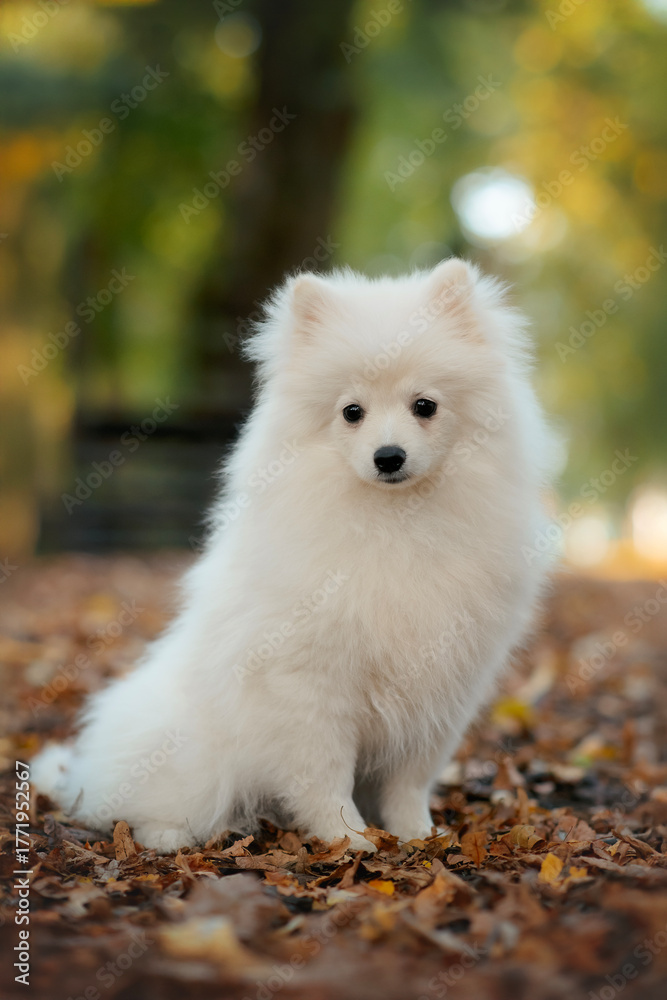 Fototapeta premium white pomeranian small dog puppy