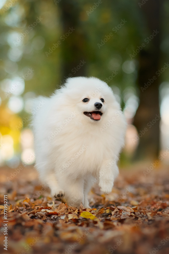 Fototapeta white pomeranian small dog puppy