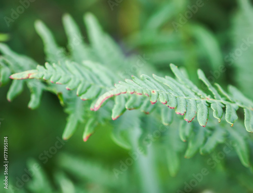 Ferns leaves. Green foliage of a wild plant in a forest.