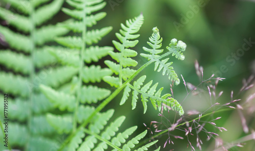 Ferns leaves. Green foliage of a wild plant in a forest.