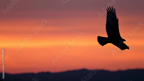 A silhouette of an eagle soaring against a vibrant orange and purple sunset sky