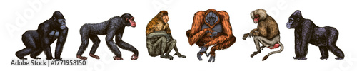 Bonobo or chimpanzee, Western gorilla , Orangutan in vintage style. Colombian capuchin Proboscis monkey. Spider monkey or Southern muriqui . Hand drawn engraved sketch in woodcut style. 