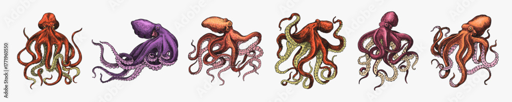 Fototapeta premium Sea octopus. Engraved hand drawn in old sketch, vintage creature. Nautical or marine, monster. Animal in the ocean. Template for logos, labels and emblems.