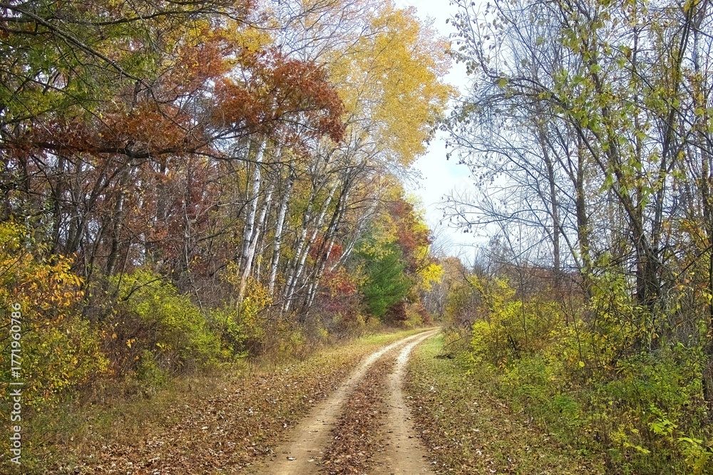 Fototapeta premium Beautiful late Autumn landscape of The 400 State Trail passing through a colorful forest with Birch trees lining the trail near Reedsburg, Wisconsin.