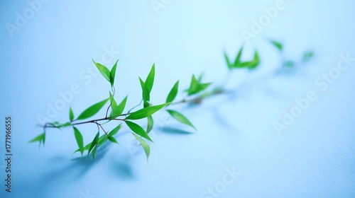 Delicate green willow branch with slender leaves on a white surface, peaceful and serene mood, natural light emphasizing textures and soft glow, minimalist composition with copy space