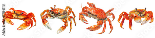 Collection of vibrant red crabs, perfect for seafood restaurant menus or marine biology educational materials, a natural, appetizing, and educational asset for your project
