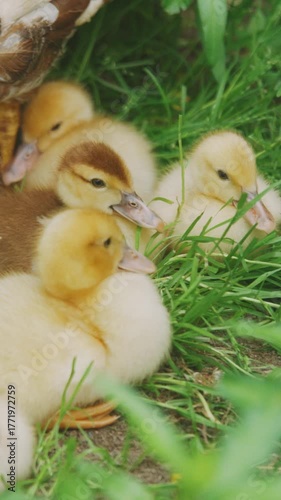 Agriculture, duck farming. Charming family of ducks can be seen foraging together in lush green setting, highlighted by vibrant grass and greenery that depicts the beauty of nature in countryside