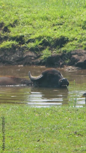A wild African buffalo escapes heat in a river tributary by completely submerging its body under water. African buffalo in a national park, wild animals in their natural habitat.