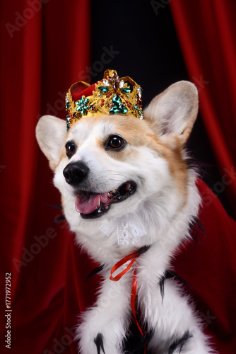 corgi