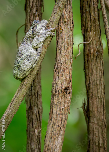 A well-camouflaged gray tree frog clings to the rough bark of a tree branch, blending seamlessly into its natural forest surroundings.