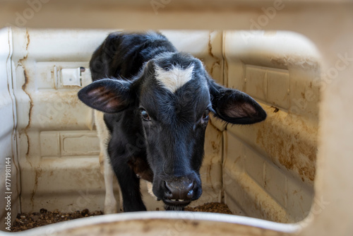 A young black and white calf standing inside a small, enclosed pen, at a farm in rural Maryland. 