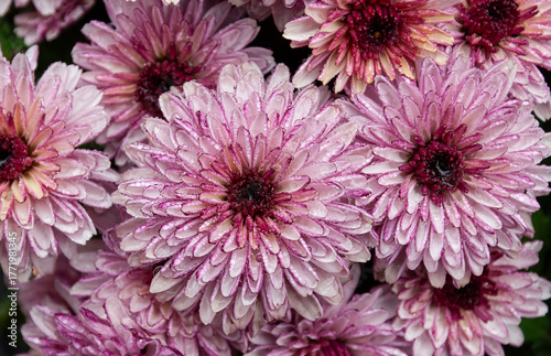 delicate pink chrysanthemums are covered with small drops of rain
