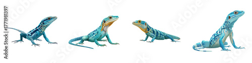 Charming azure blue lizards in various poses, a collection of tropical reptiles displaying unique patterns, perfect for wildlife education and exotic pet enthusiasts