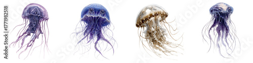 Four stunning jellyfish floating gracefully, a marine life showcase for ocean conservation and environmental awareness, perfect for educational materials and nature publications