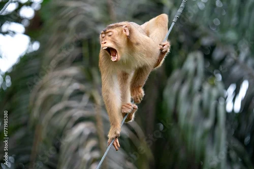 Obraz Makak na linie, Borneo