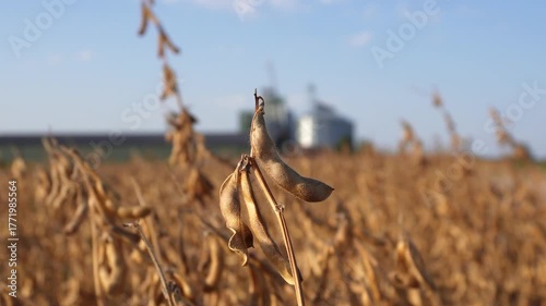 Close-up view of harvested soybean plants in a field with grain silos in the background on a clear day