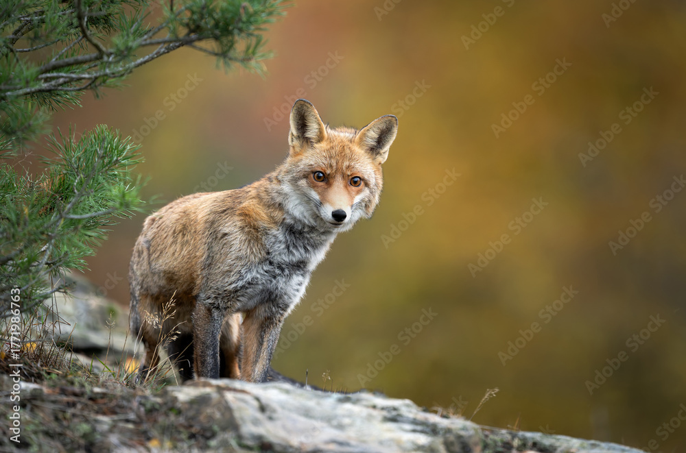 Obraz premium Red Fox ( Vulpes vulpes ) close up