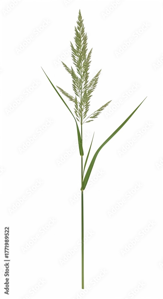 Fototapeta premium Single grass stem with seed head isolated on a white background 