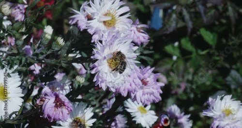 Busy honey bee and a colorful peacock butterfly flying around and collecting nectar from purple and white aster flowers in a vibrant garden, contributing to the process of pollination.