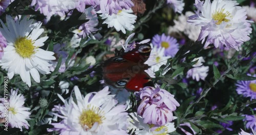 A vibrant peacock butterfly with multicolored wings collects pollen and drinks nectar from purple and white aster flowers in a sunny autumn garden. The butterfly flaps its wings as it feeds.