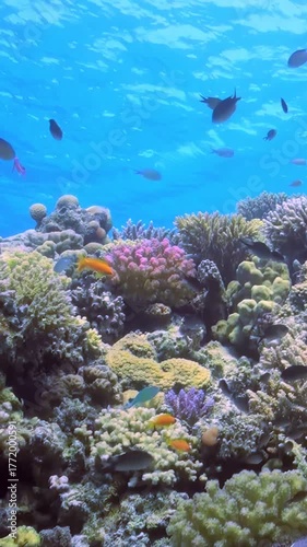 Explore stunning underwater world where colorful corals thrive and schools of fish swim gracefully among vibrant marine life. Clear blue waters reveal diverse ecosystem alive with beauty and wonder.