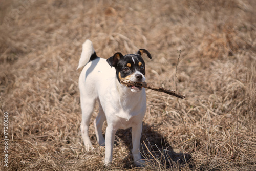 Farm puppy dog fetches and returns stick to its master