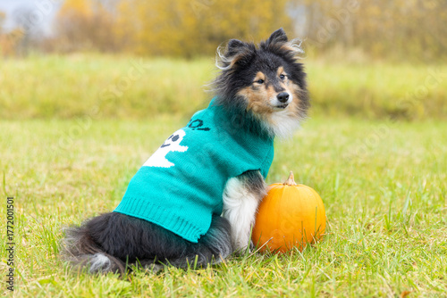 Adorable Shetland Sheepdog in a turquoise sweater with a white ghost pattern sitting on green grass beside an orange pumpkin. Cozy autumn vibe, Halloween pet portrait, seasonal outdoor photography.