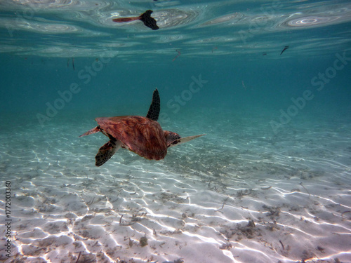 Tortue marine glissant au-dessus d’un fond sablonneux et d’herbiers, dans les eaux claires et peu profondes des Maldives