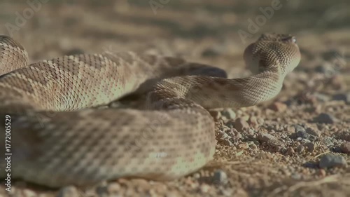 Rattlesnake Coiled on Rocky Desert Ground, Head Raised and Alert in Natural Habitat