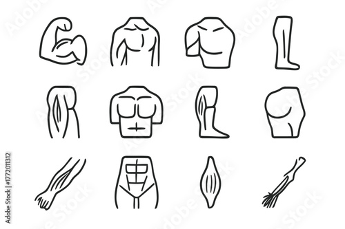 Human Muscle Icons. Human musculature. Line icon set of human musculature: biceps, triceps, deltoid, quadriceps, hamstring, pectoral, calf muscle, gluteus,