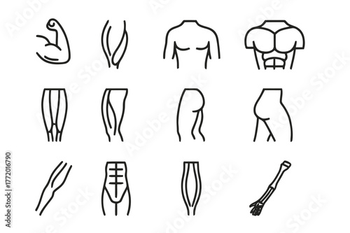 Muscle Anatomy Icons. Muscle anatomy study. Line icon set of muscle anatomy study: biceps, triceps, deltoid, pectoral, quadriceps, hamstring, calf muscle,