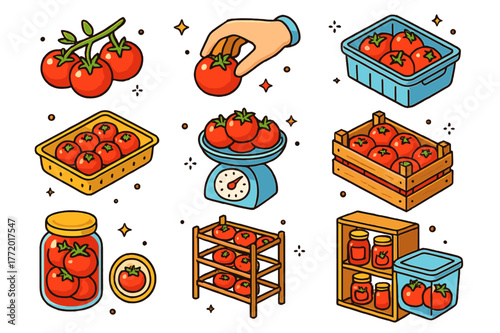 Tomato Harvesting Icons. Tomato harvesting and storage. Colorful isometric vector icons set of Tomato harvesting and storage: ripe fruit cluster, hand-picking