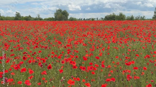 Wide view of blooming red poppy field in summer countryside. Scenic landscape with bright flowers against cloudy sky.