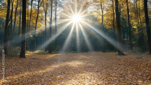 Golden Sunlight Illuminates Autumn Leaves in Serene Forest Surrounded by Majestic Trees
