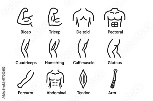 Body Muscle Icons. Human body muscles. Line icon set of human body muscles: biceps, triceps, deltoid, pectoral, quadriceps, hamstring, calf muscle, gluteus,