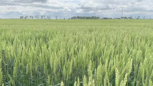 Green wheat field with young cereal plants swaying in wind. Scenic agricultural landscape in summer countryside.
