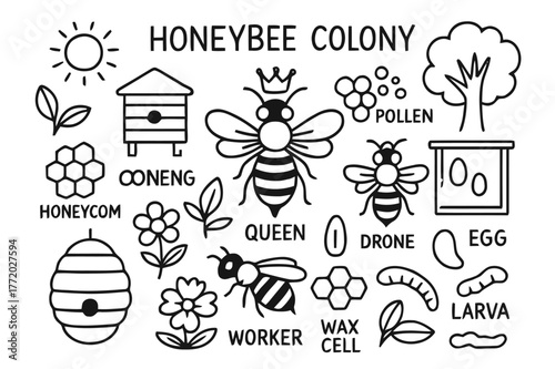 Honeybee Colony Sketch. Honeybee colony. Hand-drawn doodle illustration queen bee, worker bee, drone, hive, honeycomb, egg, larva, pollen, flower, wax cell,