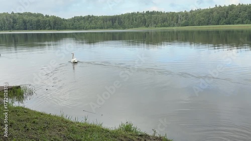 Graceful white swan swims slowly across calm lake water. Peaceful natural landscape with reflection of trees and cloudy sky.