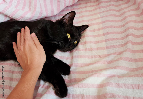 Foto Comforting Moment of Petting Cat