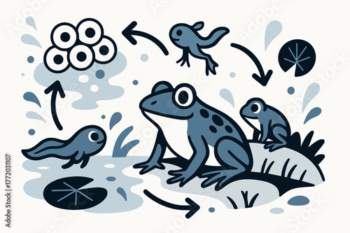 Frog Lifecycle Scene. Frog lifecycle. Adult frog sitting on pond edge with abstract floating water droplets, lily pads, and arrows; emphasizes life cycle