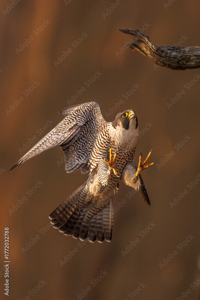 Fototapeta premium A stunning peregrine falcon in mid-air, showcasing its impressive wingspan and keen gaze, set against a blurred natural background. Perfect for wildlife enthusiasts and bird photography lovers.