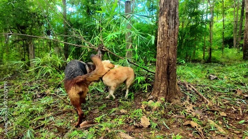 4K footage showing a German Shepherd playfully interacting and having fun with a small gray dog. The lively and candid moment captures joy, cuteness, and companionship between animals. Perfect for doc