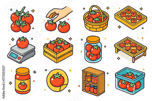 Tomato Harvesting Icons. Tomato harvesting and storage. Colorful isometric vector icons set of Tomato harvesting and storage: ripe fruit cluster, hand-picking