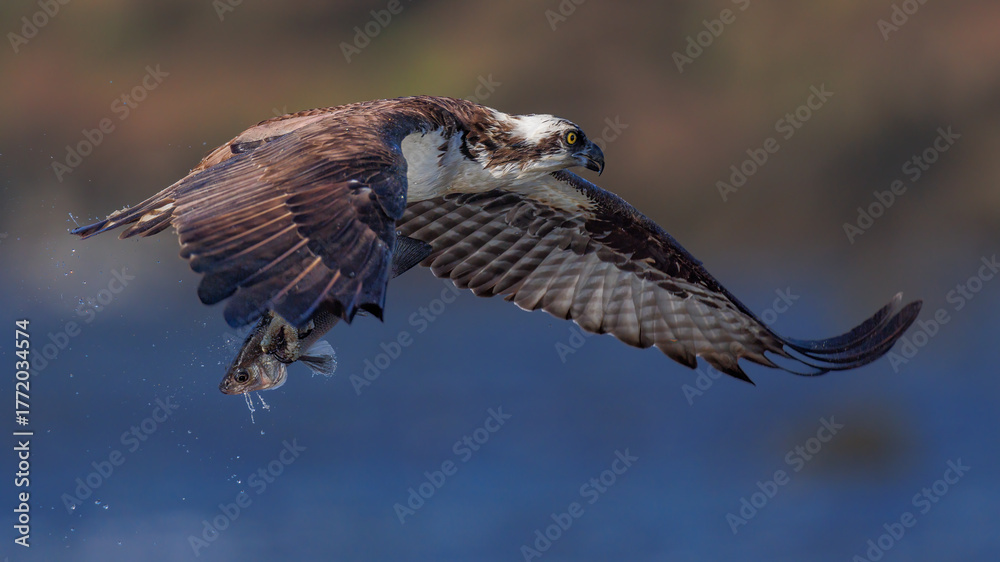Obraz premium An osprey flies gracefully, clutching a freshly caught fish in its talons. The bird showcases its powerful wings as it glides over shimmering water, highlighting nature's beauty and hunting prowess.