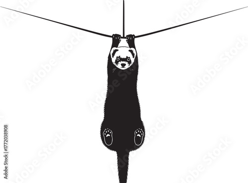 Playful ferret hanging upside down on a thin wire wire-walking acrobatic animal displaying agility and balance