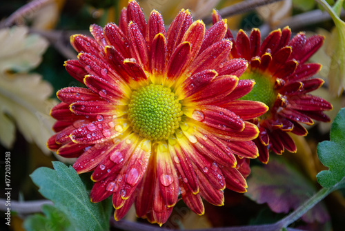 red and yellow chrysanthemums are covered with small drops of rain