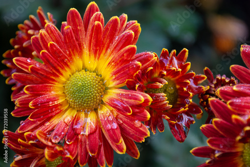 red and yellow chrysanthemums are covered with small drops of rain