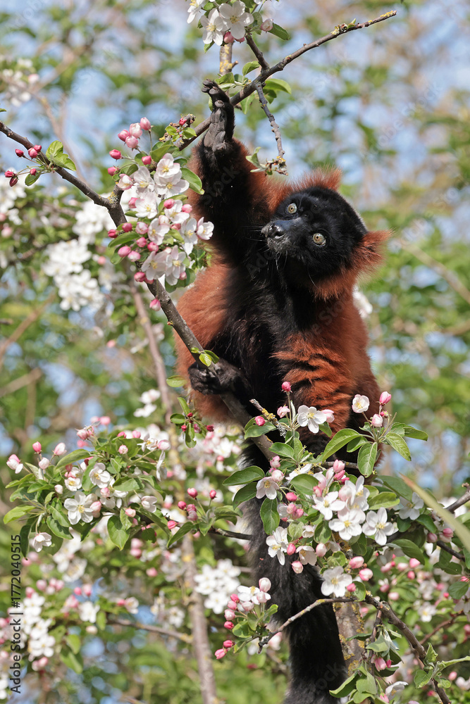 Obraz premium Red ruffed lemur (Varecia rubra) sitting on blooming tree