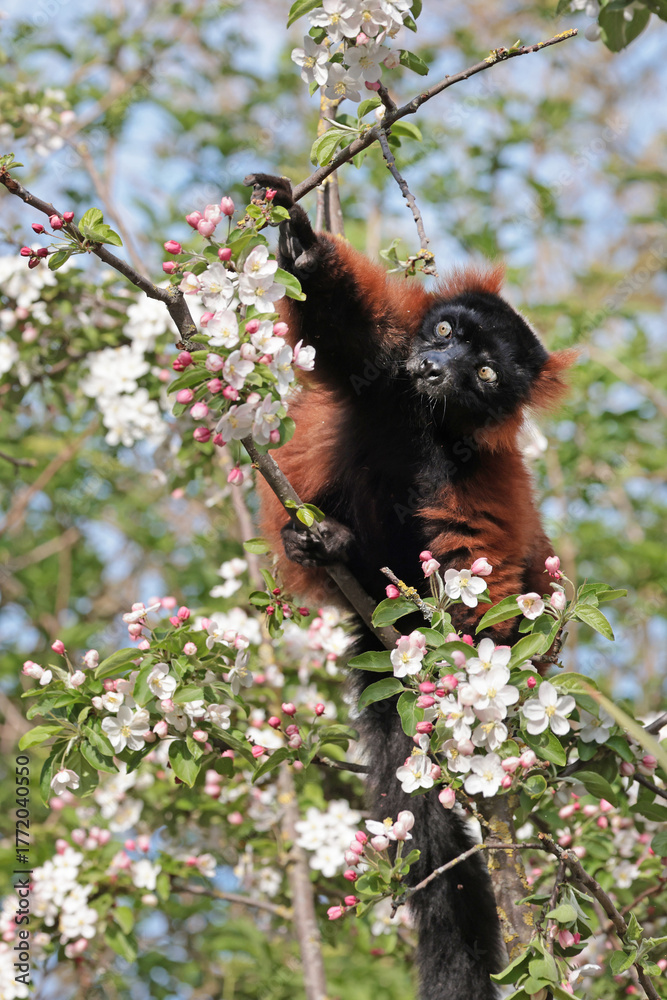 Obraz premium Red ruffed lemur (Varecia rubra) sitting on blooming tree