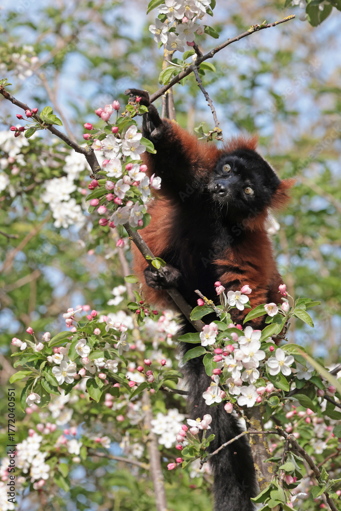 Obraz premium Red ruffed lemur (Varecia rubra) sitting on blooming tree